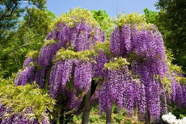 Um catálogo de flores para o país (240 + Foto com os nomes): Todas as regras para criar uma beleza incrível