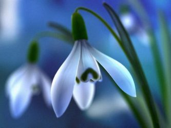 Um catálogo de flores para o país (240 + Foto com os nomes): Todas as regras para criar uma beleza incrível