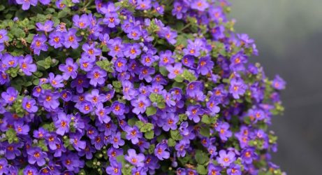 Um catálogo de flores para o país (240 + Foto com os nomes): Todas as regras para criar uma beleza incrível