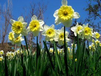 Um catálogo de flores para o país (240 + Foto com os nomes): Todas as regras para criar uma beleza incrível