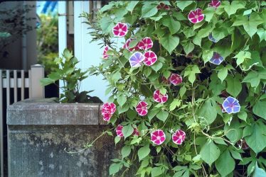 Um catálogo de flores para o país (240 + Foto com os nomes): Todas as regras para criar uma beleza incrível