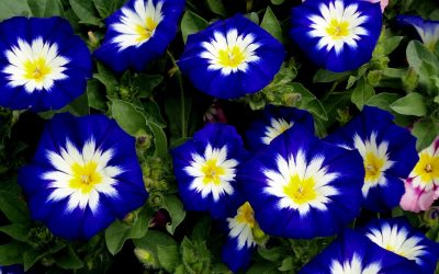Um catálogo de flores para o país (240 + Foto com os nomes): Todas as regras para criar uma beleza incrível