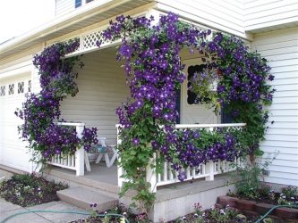 Um catálogo de flores para o país (240 + Foto com os nomes): Todas as regras para criar uma beleza incrível