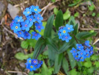 Um catálogo de flores para o país (240 + Foto com os nomes): Todas as regras para criar uma beleza incrível