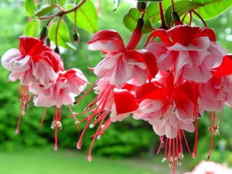 Um catálogo de flores para o país (240 + Foto com os nomes): Todas as regras para criar uma beleza incrível