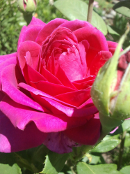 Um catálogo de flores para o país (240 + Foto com os nomes): Todas as regras para criar uma beleza incrível