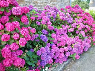 Um catálogo de flores para o país (240 + Foto com os nomes): Todas as regras para criar uma beleza incrível