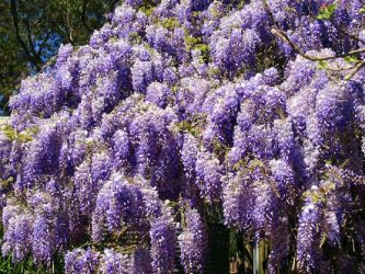 Um catálogo de flores para o país (240 + Foto com os nomes): Todas as regras para criar uma beleza incrível