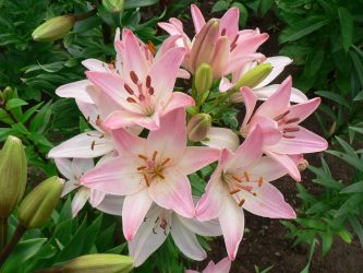 Um catálogo de flores para o país (240 + Foto com os nomes): Todas as regras para criar uma beleza incrível