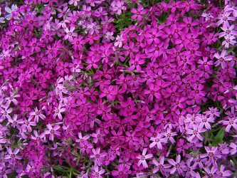 Um catálogo de flores para o país (240 + Foto com os nomes): Todas as regras para criar uma beleza incrível