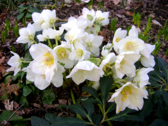Um catálogo de flores para o país (240 + Foto com os nomes): Todas as regras para criar uma beleza incrível