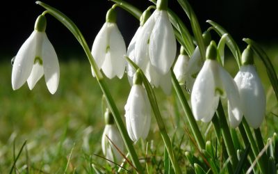 Um catálogo de flores para o país (240 + Foto com os nomes): Todas as regras para criar uma beleza incrível