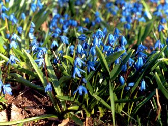 Um catálogo de flores para o país (240 + Foto com os nomes): Todas as regras para criar uma beleza incrível