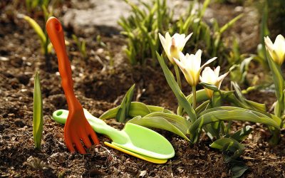 Um catálogo de flores para o país (240 + Foto com os nomes): Todas as regras para criar uma beleza incrível