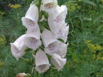 Um catálogo de flores para o país (240 + Foto com os nomes): Todas as regras para criar uma beleza incrível