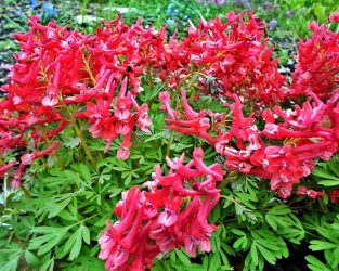 Um catálogo de flores para o país (240 + Foto com os nomes): Todas as regras para criar uma beleza incrível