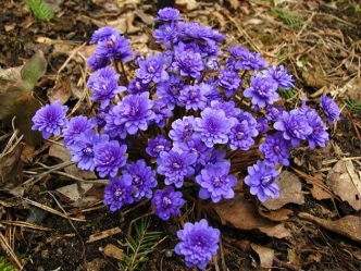 Um catálogo de flores para o país (240 + Foto com os nomes): Todas as regras para criar uma beleza incrível