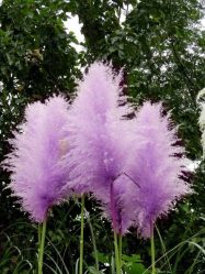 Um catálogo de flores para o país (240 + Foto com os nomes): Todas as regras para criar uma beleza incrível