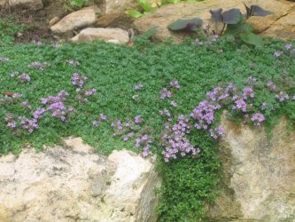 Um catálogo de flores para o país (240 + Foto com os nomes): Todas as regras para criar uma beleza incrível