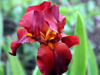 Um catálogo de flores para o país (240 + Foto com os nomes): Todas as regras para criar uma beleza incrível