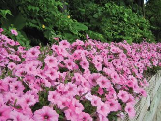Um catálogo de flores para o país (240 + Foto com os nomes): Todas as regras para criar uma beleza incrível