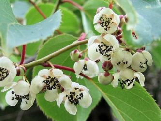 Um catálogo de flores para o país (240 + Foto com os nomes): Todas as regras para criar uma beleza incrível