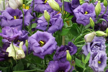 Um catálogo de flores para o país (240 + Foto com os nomes): Todas as regras para criar uma beleza incrível