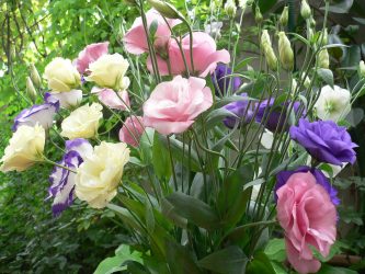 Um catálogo de flores para o país (240 + Foto com os nomes): Todas as regras para criar uma beleza incrível