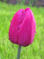 Um catálogo de flores para o país (240 + Foto com os nomes): Todas as regras para criar uma beleza incrível