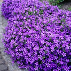 Um catálogo de flores para o país (240 + Foto com os nomes): Todas as regras para criar uma beleza incrível