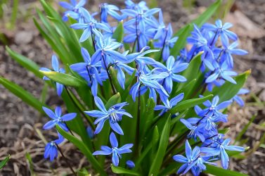 Um catálogo de flores para o país (240 + Foto com os nomes): Todas as regras para criar uma beleza incrível