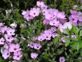 Um catálogo de flores para o país (240 + Foto com os nomes): Todas as regras para criar uma beleza incrível