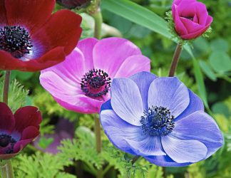 Um catálogo de flores para o país (240 + Foto com os nomes): Todas as regras para criar uma beleza incrível