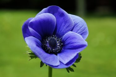 Um catálogo de flores para o país (240 + Foto com os nomes): Todas as regras para criar uma beleza incrível