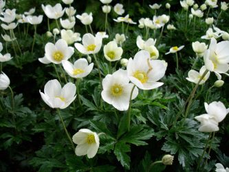 Um catálogo de flores para o país (240 + Foto com os nomes): Todas as regras para criar uma beleza incrível