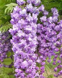 Um catálogo de flores para o país (240 + Foto com os nomes): Todas as regras para criar uma beleza incrível
