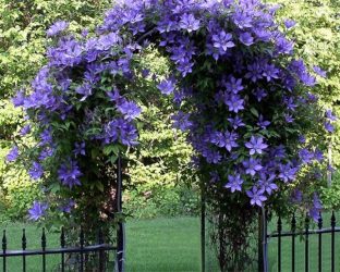 Um catálogo de flores para o país (240 + Foto com os nomes): Todas as regras para criar uma beleza incrível