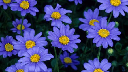 Um catálogo de flores para o país (240 + Foto com os nomes): Todas as regras para criar uma beleza incrível