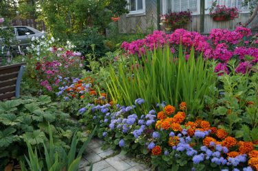 Um catálogo de flores para o país (240 + Foto com os nomes): Todas as regras para criar uma beleza incrível