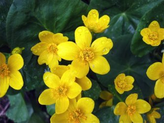 Um catálogo de flores para o país (240 + Foto com os nomes): Todas as regras para criar uma beleza incrível