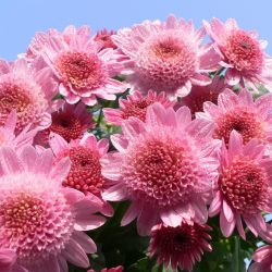 Um catálogo de flores para o país (240 + Foto com os nomes): Todas as regras para criar uma beleza incrível