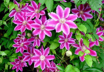 Um catálogo de flores para o país (240 + Foto com os nomes): Todas as regras para criar uma beleza incrível