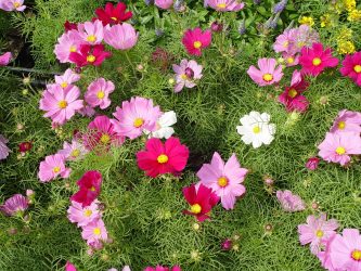 Um catálogo de flores para o país (240 + Foto com os nomes): Todas as regras para criar uma beleza incrível