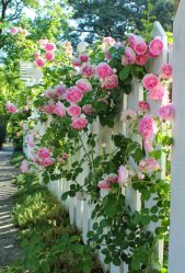 Um catálogo de flores para o país (240 + Foto com os nomes): Todas as regras para criar uma beleza incrível