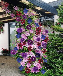 Um catálogo de flores para o país (240 + Foto com os nomes): Todas as regras para criar uma beleza incrível