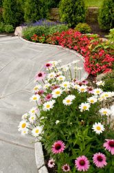 Um catálogo de flores para o país (240 + Foto com os nomes): Todas as regras para criar uma beleza incrível
