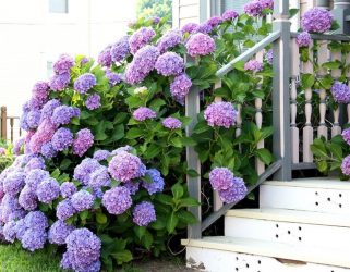 Um catálogo de flores para o país (240 + Foto com os nomes): Todas as regras para criar uma beleza incrível