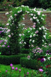 Um catálogo de flores para o país (240 + Foto com os nomes): Todas as regras para criar uma beleza incrível