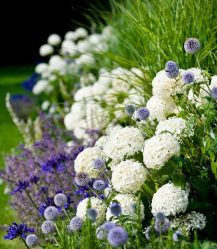 Um catálogo de flores para o país (240 + Foto com os nomes): Todas as regras para criar uma beleza incrível