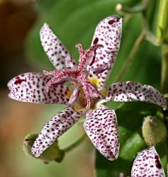 Um catálogo de flores para o país (240 + Foto com os nomes): Todas as regras para criar uma beleza incrível